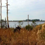 A serene landscape featuring a river and dry grass with some trees in the background.