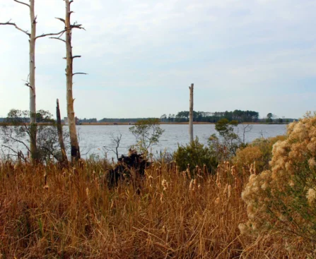 A serene landscape featuring a river and dry grass with some trees in the background.