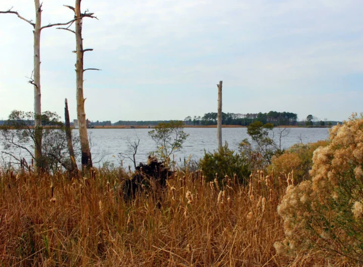 A serene landscape featuring a river and dry grass with some trees in the background.